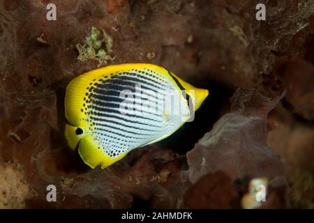 Le Spot-tailed médiocre, Chaetodon ocellicaudus Banque D'Images