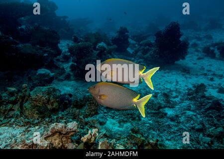 Siganus stellatus (Forsskål, 1775), brown-spotted sigan marbré Banque D'Images