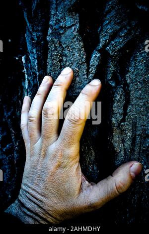 La main des hommes touchant une écorce d'arbre, l'écologie et la protection de la nature concept Banque D'Images