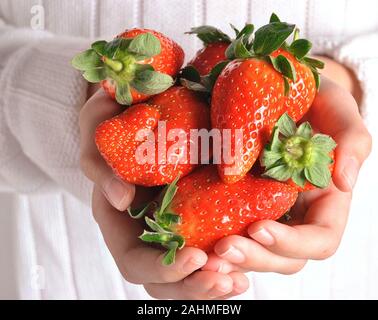 Fraises entre les mains des enfants. La fille tient des fraises entre les mains. Une alimentation saine Banque D'Images