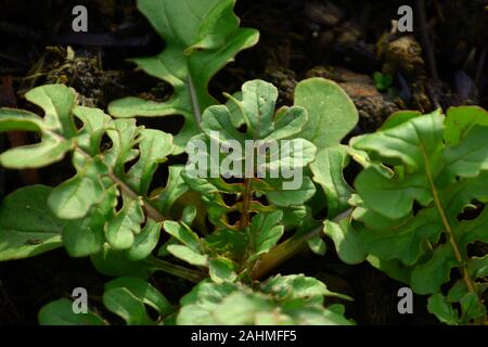 Close-up of young salade de roquette dans un pot, roquette macro shot Banque D'Images