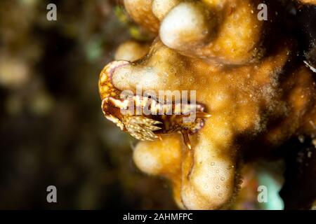 Hypselodoris krakatoa est une espèce d'dorid nudibranche de la famille Chromodorididae Banque D'Images