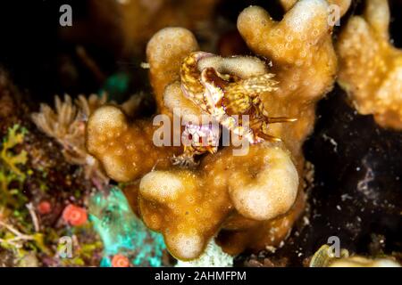 Hypselodoris krakatoa est une espèce d'dorid nudibranche de la famille Chromodorididae Banque D'Images