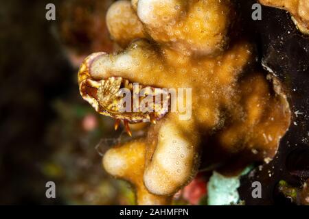 Hypselodoris krakatoa est une espèce d'dorid nudibranche de la famille Chromodorididae Banque D'Images