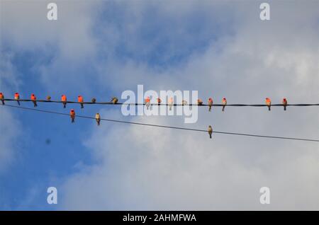 Oiseaux colorés assis sur les lignes d'énergie et fils Banque D'Images