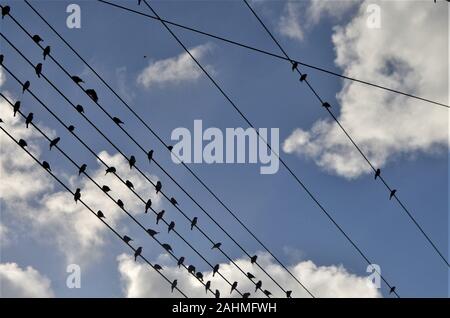 Oiseaux colorés assis sur les lignes d'énergie et fils Banque D'Images