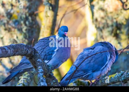 Paire de pigeons en bois assis sur une branche d'arbre Banque D'Images