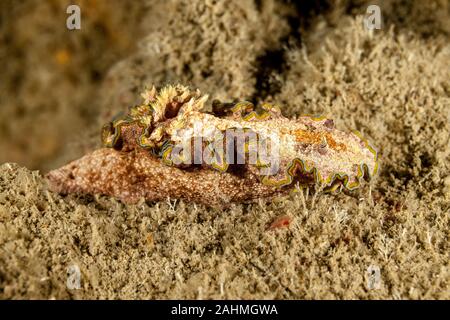 Limace de mer, un nudibranche, dorid Glossodoris cincta Banque D'Images