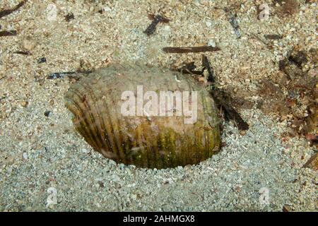 Escargot de mer tun géant enfoui dans le sable, Tonna galea Banque D'Images