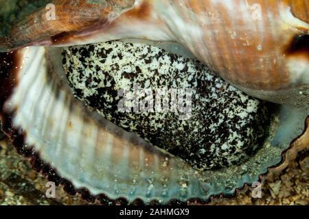 Escargot de mer géant tun, Tonna galea Banque D'Images