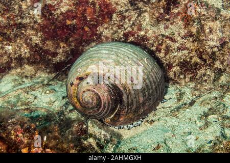 Escargot de mer géant tun, Tonna galea Banque D'Images