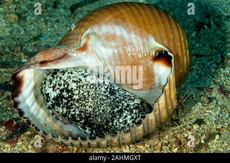 Escargot de mer géant tun, Tonna galea Banque D'Images