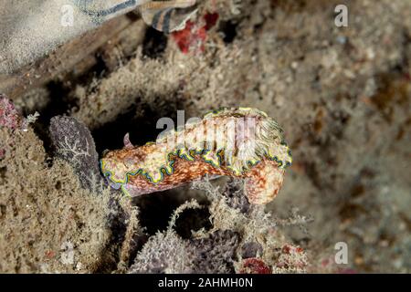 Limace de mer, un nudibranche, dorid Glossodoris cincta Banque D'Images