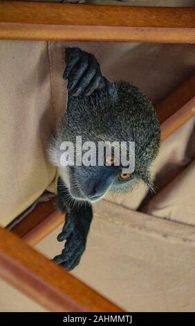 Sykes' Monkey (Cercopithecus frontalis), ou bleu (singe Cercopithecus mitis), dans un hôtel de luxe à Zanzibar, voler le plateau de fruits de bienvenue Banque D'Images