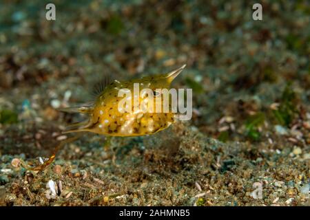 Longhorn Lactoria cornuta, cowfish, également appelé l'boxfish, est une variété de la famille Ostraciidae boxfish de Banque D'Images