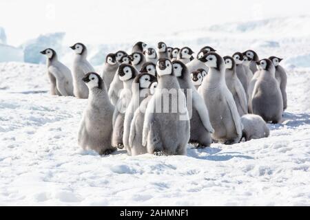 Manchots empereurs à snow hill, l'Antarctique Banque D'Images