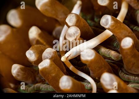 Les champignons, syngnathes syngnathe, Siokunichthys nigrolineatus blanc Banque D'Images