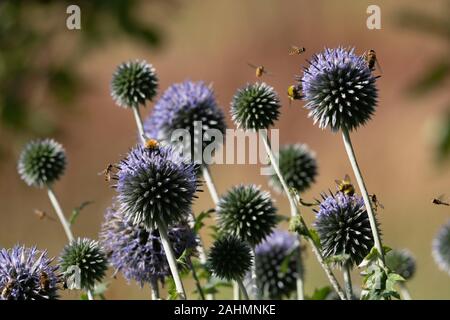 Une variété d'insectes, y compris les bourdons et Hoverflies, sont attirés par les fleurs du Globe Thistle (Liatris spicata) Banque D'Images