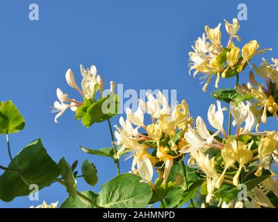 Honeysucle fleurs sur fond de ciel bleu Banque D'Images