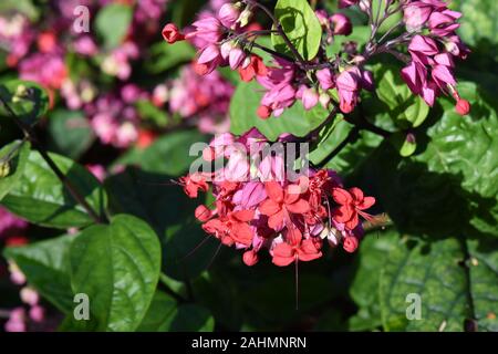 Clerodendrum Thomsoniae Glorybower de floraison des plantes dans un jardin Banque D'Images