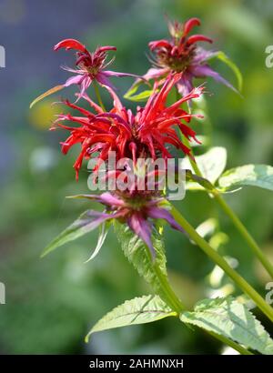 Gros plan sur fleur rouge crimson Monarda didyma beebalm Banque D'Images