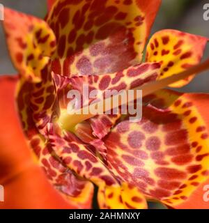 Casquette de jockey tachetée Orange lily Valeriana officinalis flower Banque D'Images