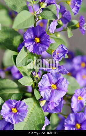 De pommes de terre bleu Lycianthes rantonnetii bush Banque D'Images