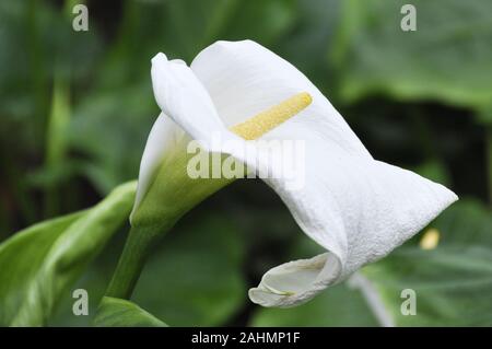 Gros plan sur un livre blanc calla lily Banque D'Images