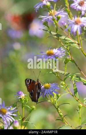 Un papillon de paon (Aglais IO) se nourrissant d'une Marguerite de Michaelmas avec un second papillon visible en arrière-plan Banque D'Images