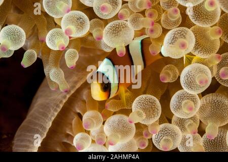 Poissons clowns ou poisson clown sont de la famille des poissons de la famille des Pomacentridae Amphiprioninae Banque D'Images