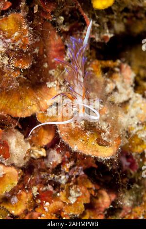 Cratena peregrina, communément appelée la 'pilgrim' hervia, est une espèce d'un nudibranche, aeolid Banque D'Images