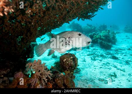 Whitespotted - Puffer Arothron hispidus Banque D'Images