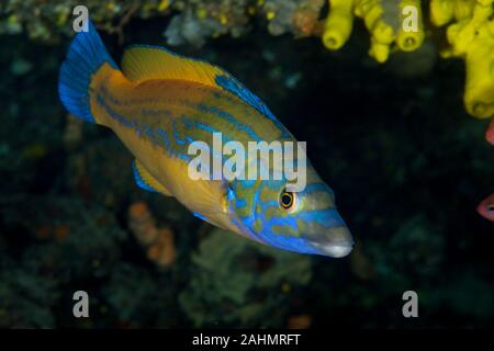 Cuckoo Wrasse male, Labrus bimaculatus Banque D'Images