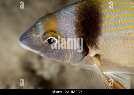 Diplodus vulgaris, les deux communes sont la dorade Banque D'Images