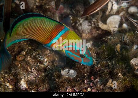 Ornate wrasse Thalassoma pavo, Banque D'Images