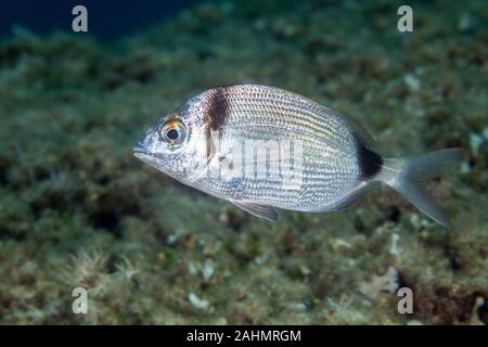 Diplodus vulgaris, les deux communes sont la dorade Banque D'Images