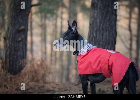 lurcher dans les bois Banque D'Images