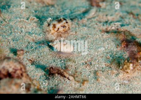 Muricoidea Buccinidae escargots de mer Banque D'Images