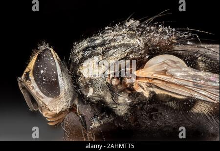 Photographie Macro de mouche morte isolé sur fond noir Banque D'Images