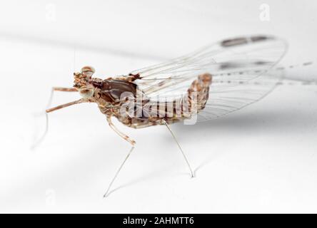 La macro photographie de marbre blanc sur d'éphémères Banque D'Images