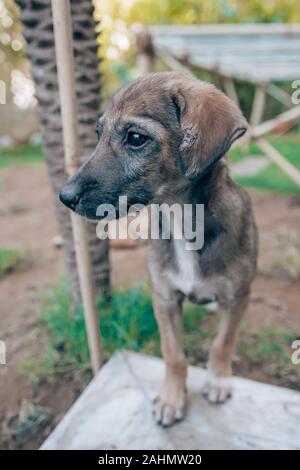 un mignon chiot errant en inde Banque D'Images