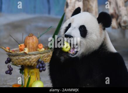 Haikou, province de Hainan en Chine. 31 Dec, 2019. Gong Gong Giant Panda mange une poire à la faune tropicale de Hainan Parc et Jardin Botanique à Haikou, province de Hainan en Chine du sud, le 31 décembre 2019. Le dernier jour de 2019, le personnel du jardin des bâtonnets de fruits et légumes pour les grands pandas Gong Gong et Shun Shun. Crédit : Yang Guanyu/Xinhua/Alamy Live News Banque D'Images