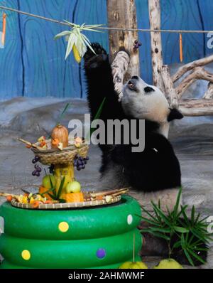 Haikou, province de Hainan en Chine. 31 Dec, 2019. Panda géant Gong Gong choisit un corncob au Tropical Hainan Wildlife Park et le Jardin Botanique à Haikou, province de Hainan en Chine du sud, le 31 décembre 2019. Le dernier jour de 2019, le personnel du jardin des bâtonnets de fruits et légumes pour les grands pandas Gong Gong et Shun Shun. Crédit : Yang Guanyu/Xinhua/Alamy Live News Banque D'Images