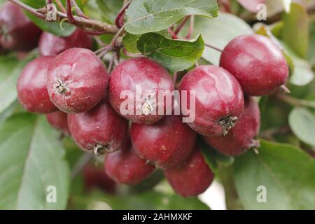 Malus 'Harry Baker' crabe pommes à la fin de l'été. UK. Banque D'Images