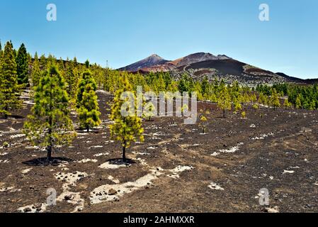 Forêt de pins dans la masse de lave volcanique en pente en pack national de Teide, Pico Viejo et le Mont Teide vu à fond, Canaries, Tenerif, Espagne Banque D'Images