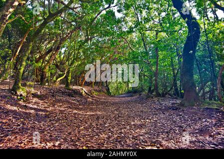 Traverser à pied des forêts humides subtropicales laurel dans massif de montagne Anaga dans l'île de Ténérife, Espagne Banque D'Images