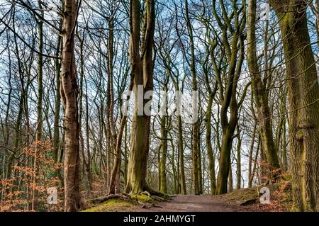 Sentier à travers une avenue de grands arbres au printemps du soleil par le vieux tronc hills dans Cobnar Bois, maintenant partie de tombes Park, Sheffield. Banque D'Images