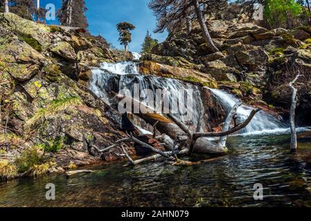 Cascade de Radule en haute vallée du Golo Corse. Arbres de pin laricio Valdo-Nielo forêt sont en haut et l'eau de piscine naturelle est au premier plan Banque D'Images