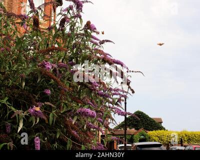 Les individus à partir d'un essaim de papillons 'Belle Dame' qui ont été migrant vers le nord au-dessus des îles britanniques, le Royaume-Uni à l'été 2019 vers l'Islande. Banque D'Images