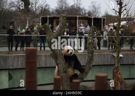 Copenhague, Danemark. Dec 29, 2019. Panda géant Mao er repose sur un tronc d'arbre au Zoo de Copenhague à Copenhague, Danemark, le 29 décembre 2019. Le panda géant chinois couple Xing er er Mao et est arrivé à Copenhague Zoo le 4 avril 2019 en vertu d'un 15-année Sino-Danish Panda la coopération internationale en matière de recherche du projet. Credit : Lin Jing/Xinhua/Alamy Live News Banque D'Images